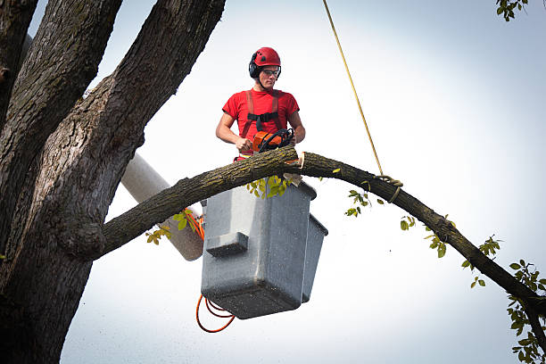 Trusted Archbald, PA Tree Services Experts